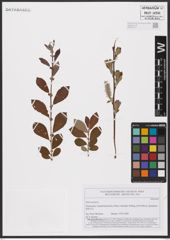 Foto von Salix aurita L.